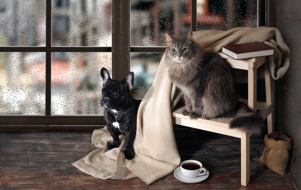 animais de estimação em casa